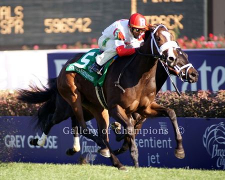 2011 Breeders Cup Winning Race Horse Stephanie's Kitten Photo