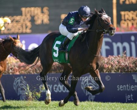 2011 Breeders Cup Winning Race Horse Wrote Photo