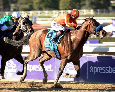 2013 Breeders Cup Racehorse Secret Circle - Small & Large Photos