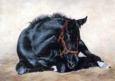 Adeline Halvorson - He's A Winner - Signed & Numbered Horse Print UNAVAILABLE