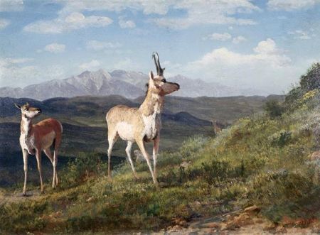 Albert Bierstadt - Antelope - Multiple Sizes