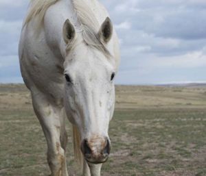 Amanda Lee Smith - Beggar - Horse Art Print