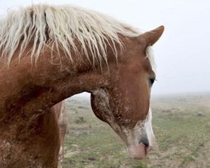 Amanda Lee Smith - Dreaming in the Mist - Horse Art Print