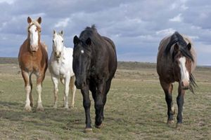 Amanda Lee Smith - Four Musketeers 2 - Horse Art Print