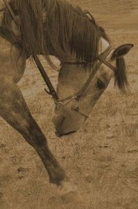 Amanda Lee Smith - Movement - Horse Art Print