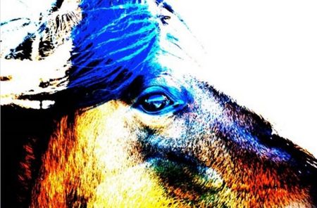 Amanda Lee Smith - Mustang Sally - Horse Art Print