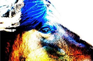 Amanda Lee Smith - Mustang Sally - Horse Art Print