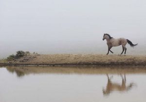 Amanda Lee Smith - Mystical Beauty - Horse Art Print