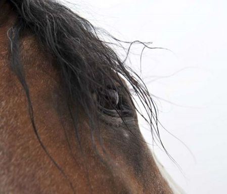 Amanda Lee Smith - Whips Eye - Horse Art Print
