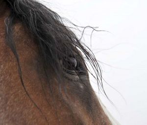 Amanda Lee Smith - Whips Eye - Horse Art Print
