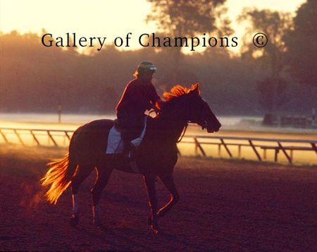 Amber Silhouette -- Saratoga Race Course