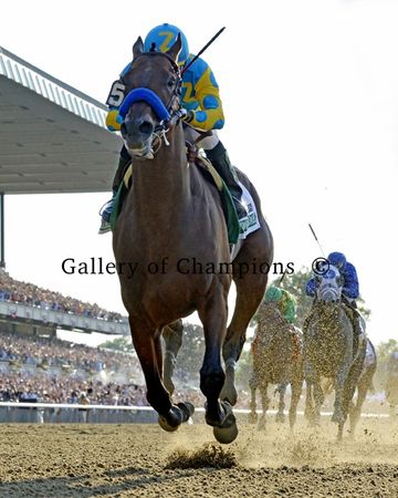 American Pharoah Win 2015 Belmont - Unframed & Framed Photos