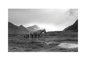 Andreas Stridsberg - Grazing Together, Lofoten Islands - Horse Print