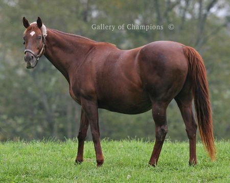Art Print of Breeders Cup Winner Flanders in the Paddock