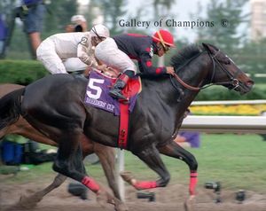 Artax Photo - 1999 Breeder's Cup Sprint Champion