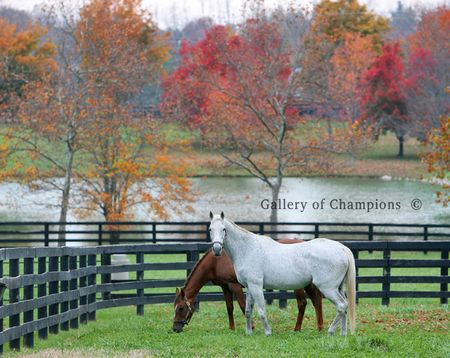 Autumn Kentucky Mares in a Paddock - Photo in Several Sizes