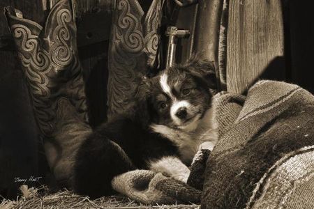Barry Hart - Ain't I Cute - Western Print with Puppy - Canvas Options