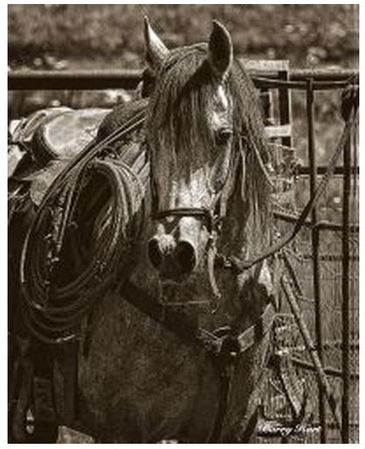 Barry Hart - Arabian Working Cow Horse - Canvas Options