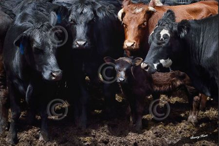 Barry Hart - Bovine Selfie - Cow Print