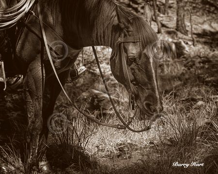 Barry Hart - Brunch - Horse Print - Canvas Options
