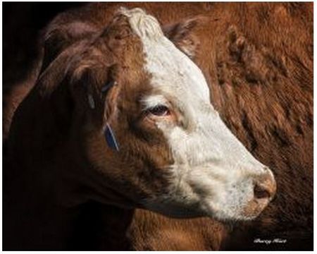 Barry Hart - Cow #3 - Cattle Print - Canvas Options