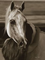 Barry Hart - Girl's Best Friend - Horse Print - Canvas Options