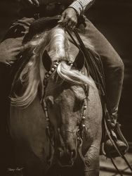Barry Hart - Golden Boy - Horse Print - Canvas Options