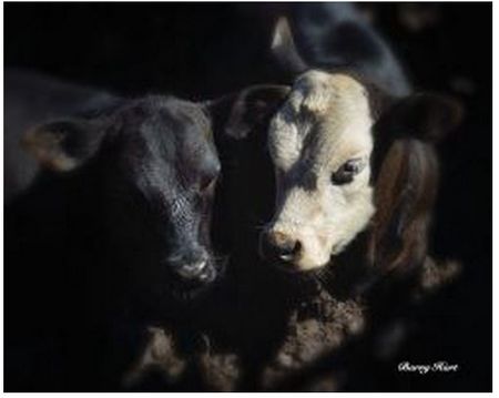 Barry Hart - He's My Brother - Color Cattle Print