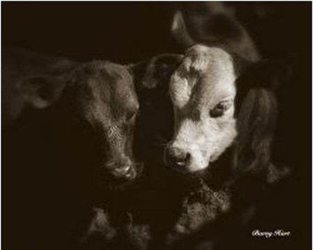 Barry Hart - He's My Brother - Sepia Cattle Print