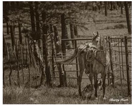 Barry Hart - Here Comes My Cowboy - Western Print - Canvas Options