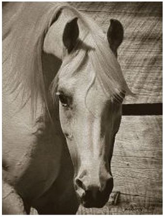 Barry Hart - Lela's Lad - Horse Print - Canvas Options