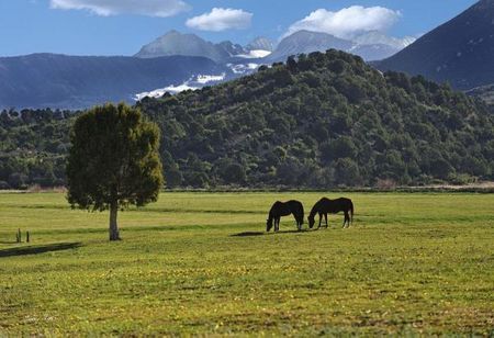 Barry Hart - Mancos Morning - Horse Print - Canvas Options