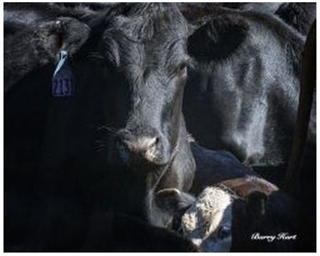 Barry Hart - Me and Mom - Cattle Print - Canvas Options
