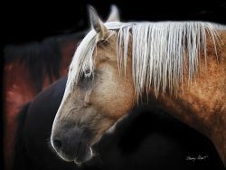 Barry Hart - Ole Yellow Hair - Horse Print UNAVAILABLE