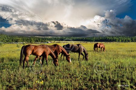 Barry Hart - Pammie's Pasture - Western Print - Canvas Options