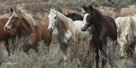 Barry Hart - Pasture Pals - Horse Print - Canvas Options