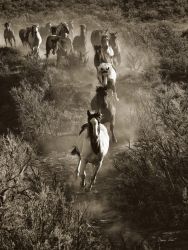 Barry Hart - Poetry in Motion - Wild Horses Print
