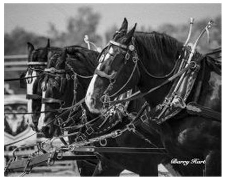 Barry Hart - Shire Horse Team - Horse Print - Canvas Options