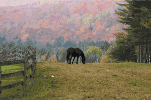 Black Horse Grazing On Fall Day - Art Print