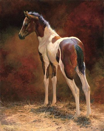 Bonnie Marris - Pawnee - Horse Canvas Giclee