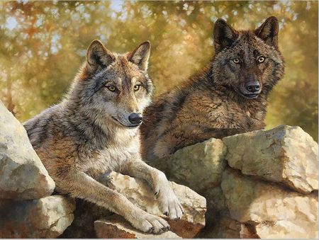 Bonnie Marris - Rocky Lookout - Wolf Print