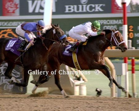 Boston Harbor Photo - 1996 Breeder's Cup Juvenile Colts Winner