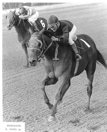 Champion Racehorse Buckpasser Grinding Out Another Win