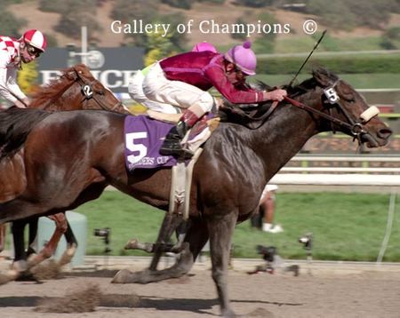 Cardmania Photo - 1993 Breeder's Cup Sprint Champion