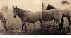 Casey McKee - Extension of a Horse