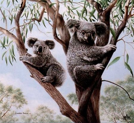 Charles Frace - Ambassadors - Koala - Special Edition Print