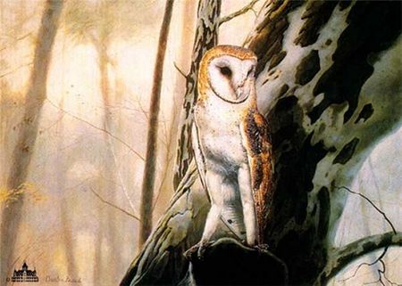Charles Frace - Barn Owl - Artist Print