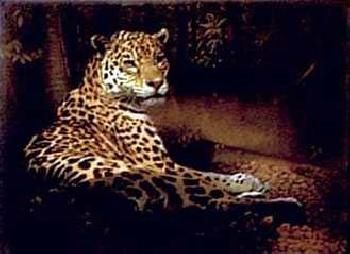 Charles Frace - Jaguar - Artist Proof
