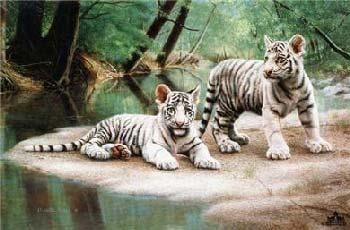 Charles Frace - Partners - White Tiger Cub Print UNAVAILABLE