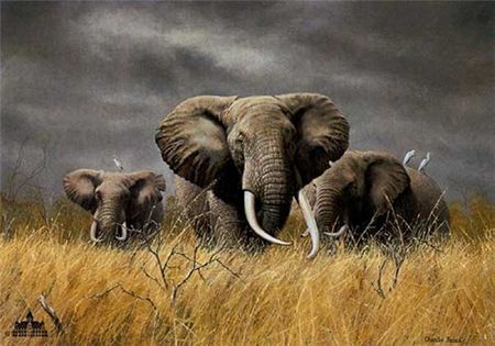 Charles Frace - Power of the Serengeti - Elephant Print
